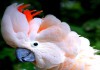 Фото Moluccan Cockatoo - птенцы выкормыши из питомника