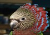 Фото Выкормыши веерного попугая (Deroptyus accipitrinus) из питомника